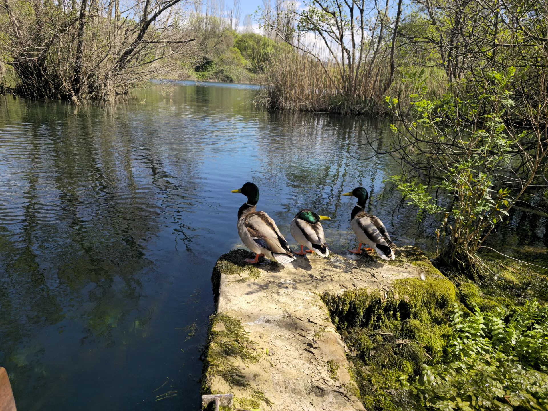 Wildlife by the water on a Krka National Park day trip from Split