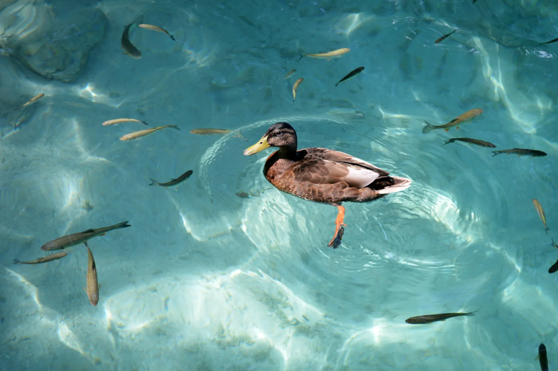 Duck in the clear turquoise water of Plitvice Lakes National Park